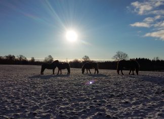 Sophia verzaubert Holland: „The Voice vom Pferdehof“