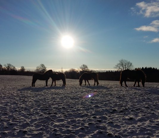 Sophia verzaubert Holland: „The Voice vom Pferdehof“
