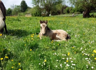 Einladung zu IPZV Nord ONLINE!