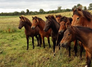 Projekt „Zukunft Zucht“ beginnt am Wochenende mit dem ersten Trainingstag