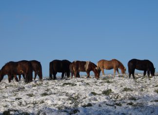 Einladung zum Vortrag „Gefahren des West Nil Fiebers“