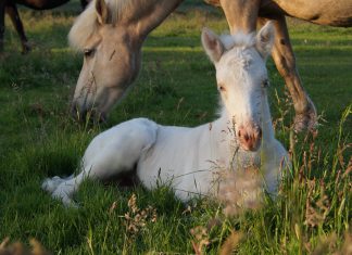 IPZV Nord wünscht frohe Ostern!