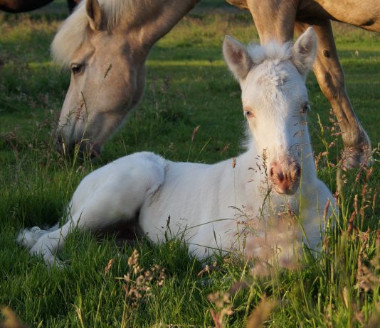 IPZV Nord wünscht frohe Ostern!