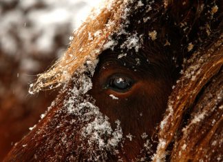 JHV Wahlen Breitensport: Jenny Cohrs stellt sich vor