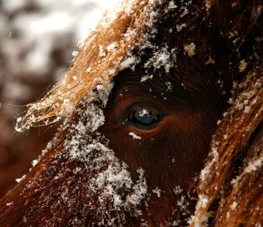JHV Wahlen Breitensport: Jenny Cohrs stellt sich vor