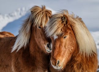 Ausschreibung Jungpferdematerialprüfung mit Körung in Luhmühlen jetzt online
