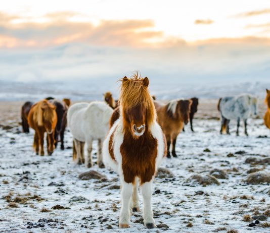 Die neue Homepage kommt!