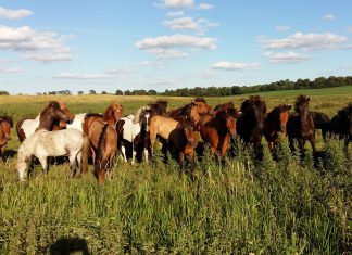 JHV 2022 – Kandidaten