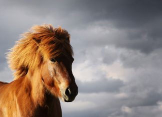 Einladung zum Equilates Training