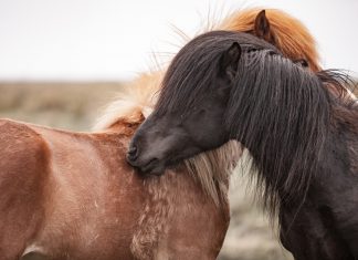 Schulung neue Homepage IPZV Nord