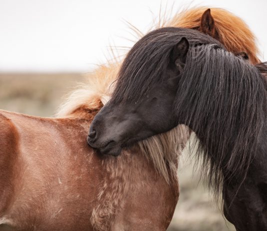 Schulung neue Homepage IPZV Nord