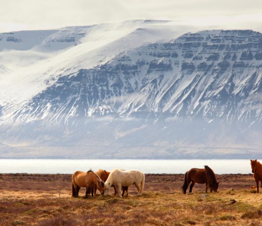 JHV Wahlen Zucht: Oliver Müller von Blumencron stellt sich vor