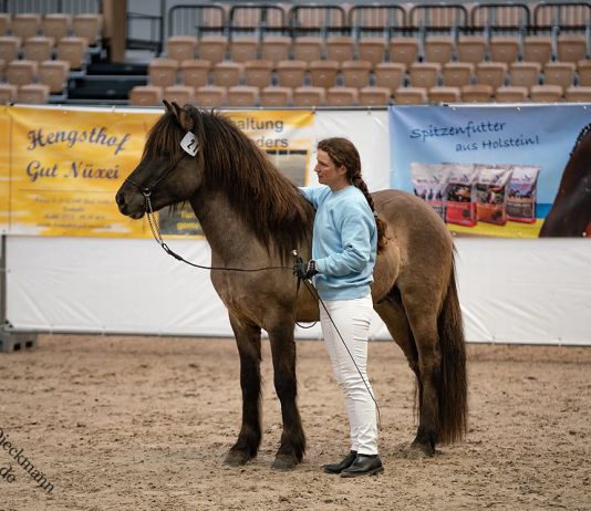 Hengstkörung am Wochenende in Elmshorn – Pferdestammbuch Schleswig-Holstein/Hamburg