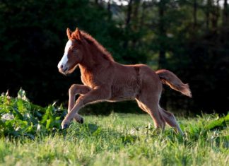 Sommer – HESTUR erscheint Ende Juli