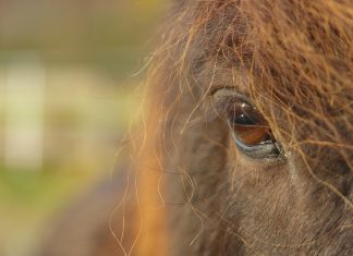 Deutsche Islandpferdemeisterschaft erfolgreich gestartet