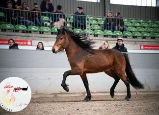 Siegerhengst in Luhmühlen Magni vom Weserbogen, herzlichen Glückwunsch!