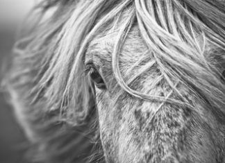 Danke Magnús und Stefan!