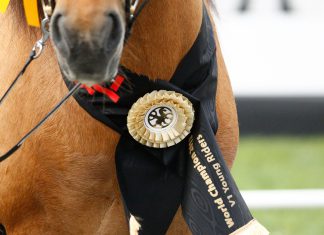 Spieglein, Spieglein an der Wand, wer hat den Schönsten im ganzen Land…? –  Bühne frei, Vorhang auf! Willkommen zur Stallions Night….