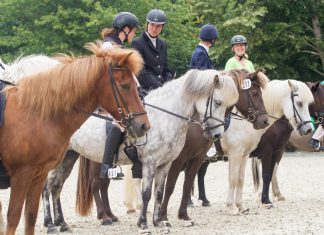 Achtung Nennungsschluss verlängert – Freizeitreiterturnier am 29. Juni in Bad Segeberg – IPZV Landesverband Norddeutschland