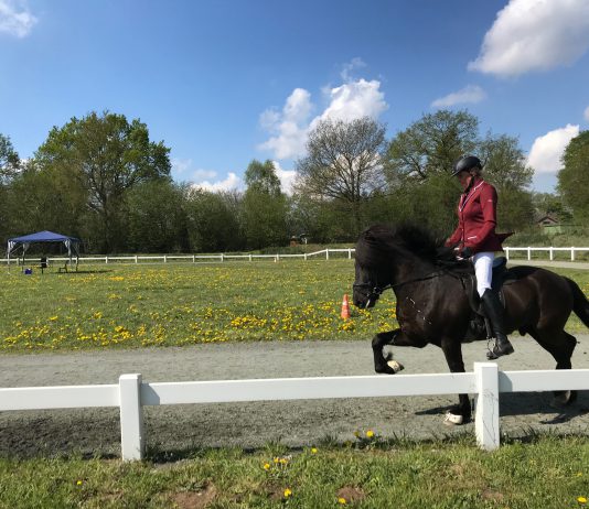 Gute Stimmung – tolle Ritte – Hengste Nord