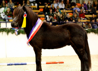 Pferdestammbuch Schleswig-Holstein/Hamburg – Nennungsschluss für Körung in den Holstenhallen