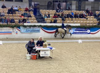 Der Samstag in der Holstenhalle Neumünster – Hengstkörung und Vorentscheidung ISIBLESS Indoors