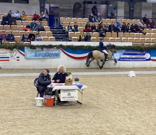 Der Samstag in der Holstenhalle Neumünster – Hengstkörung und Vorentscheidung ISIBLESS Indoors