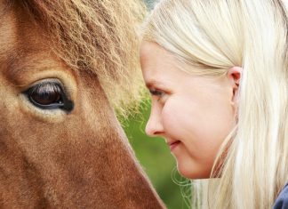 Rund um den Globus feiern wir das Islandpferd!