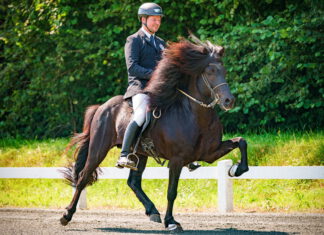 DIM Tag 2 – Donnerstag Töltprüfung T2 und Passrennen Lauf 1 & 2