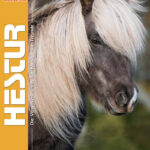 hestur-211