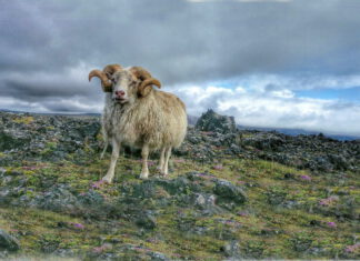 Vikingyr und der IPZV Nord – eine starke Verbindung!