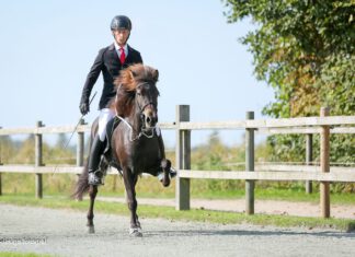 IPZV Nord Sportmeisterschaft – tolle Ergebnisse auf dem Eichenhof