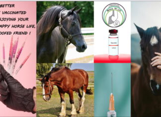 IPZV Nord ONLINE – es geht wieder los!