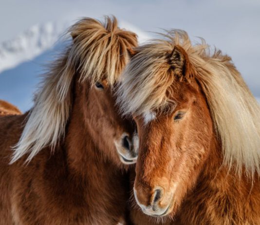 Geschäftsstelle geht in den Weihnachtsurlaub