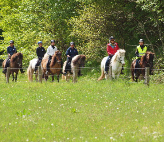 Ausritt mit Islandpferden in der Cuxhavener Küstenheide – Ponyhof TV geht ausreiten!
