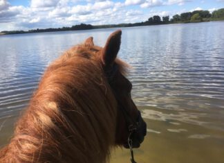 Am 2.10. finden gleich zwei Ausritte „Nord reitet aus“ statt – Ausschreibungen jetzt online!