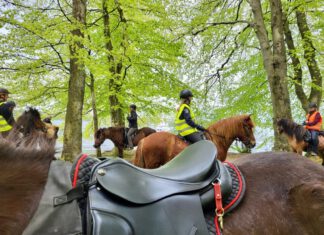 Nord reitet aus – 24. September – Tour durch den Sieversdorfer Forst – Barghof/Görnitz