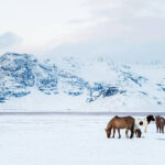 A herd of Icelandic horses with Eyjafjallajökull volcano in the background.