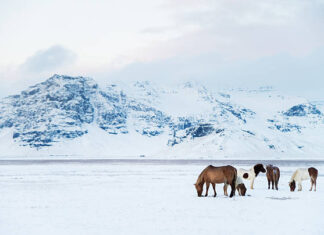 Weihnachtsgrüße – Termine & Veranstaltungsinfos
