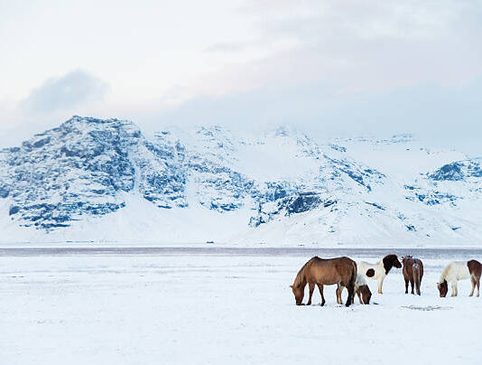 Weihnachtsgrüße – Termine & Veranstaltungsinfos