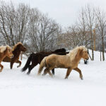 Icelanders,tölten,winterwinter fur,robust,free,fun,play,weel,trees,fast