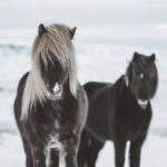 shot in Iceland in the middle of winter