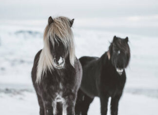 IPZV – Herpes-Impfpflicht darf für 2023 ausgesetzt werden!