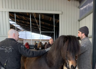 Jungpferdematerialprüfung und Körung Tremsbüttel