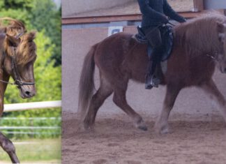 Noch Plätze im offenen Jugend-Dressurtraining frei!