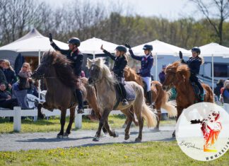 Sonniges Hengste Nord: Tölt in den Mai