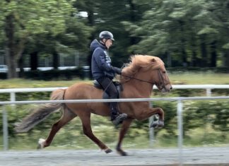 Internationale Zuchtpferde auf der FIZO Verden