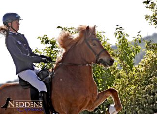 DJIM Freitag: Töltprüfungen, Passrennen und Fischbrötchen