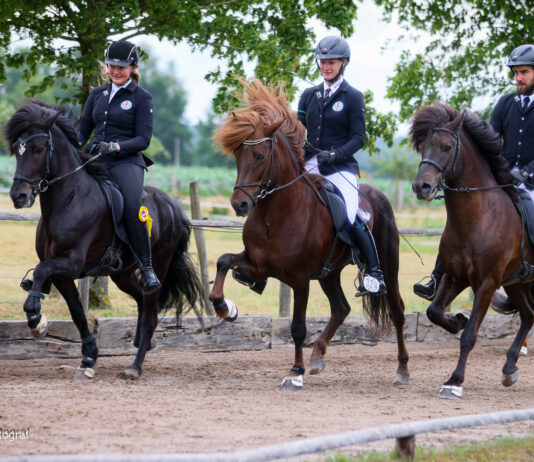 Schöner Islandpferdesport auf Norderheide