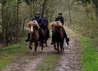Nord reitet aus im September: Loher Forst bei Tetenhusen